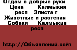Отдам в добрые руки!  › Цена ­ 0 - Калмыкия респ., Элиста г. Животные и растения » Собаки   . Калмыкия респ.